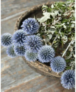 Blauw Gedroogde Kogeldistels
