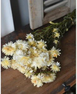 Crème Helichrysum Gedroogd