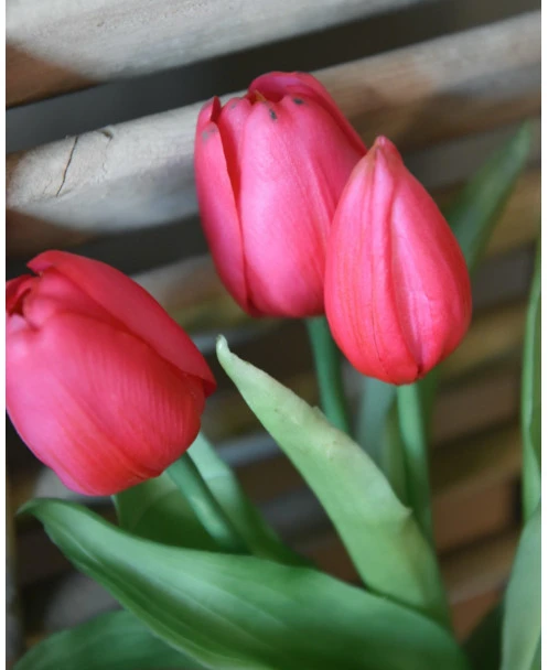 Bos Diep Roze Tulpen Real Touch, A 5 Stuks - Afbeelding 5