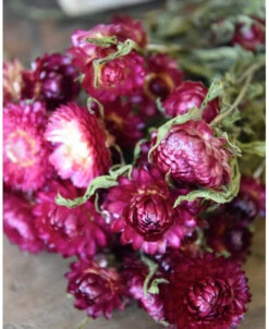 Bos Donker Roze Helichrysum Gedroogd