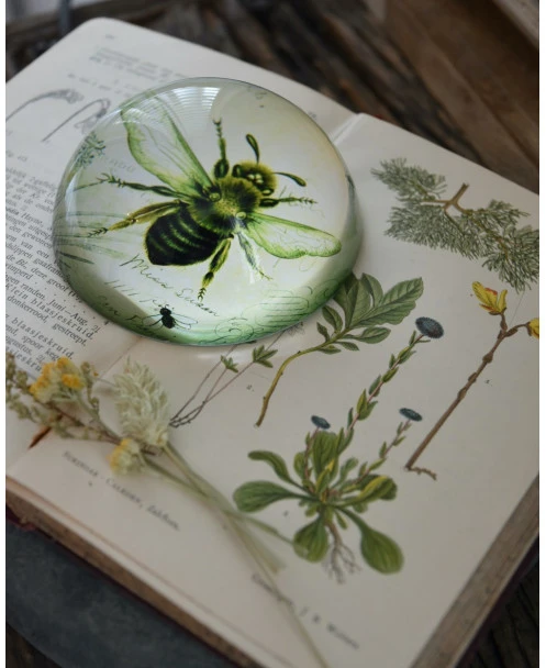 Botanische Insect Presse Papier Bij, Groot - Afbeelding 8