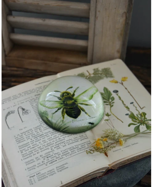 Botanische Insect Presse Papier Bij, Groot