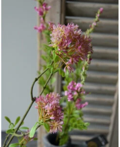 Bouvardia Bloesemtak In Roze, Brynxz