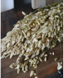 Gedroogde Briza Maxima Groot Trilgras