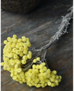 Fijne Gele Helichrysum Immortelle