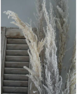 Gedroogd Pampas Gras, Bos Van 8 Stelen