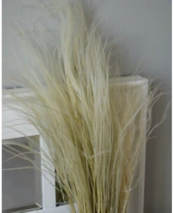 Gedroogd Stipa Penata Pluimen