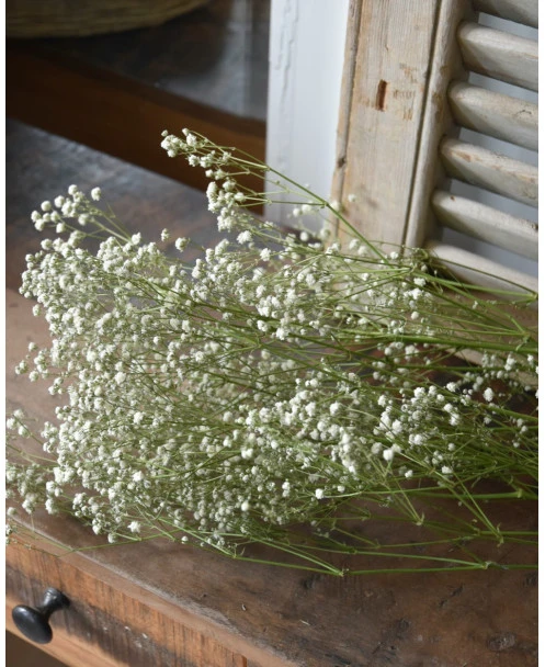 Gedroogd Wit Gipskruid - Gypsophila - Afbeelding 2
