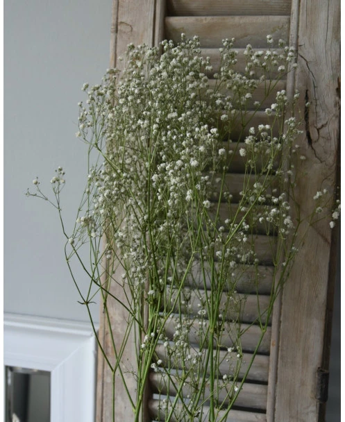 Gedroogd Wit Gipskruid - Gypsophila - Afbeelding 3