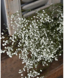 Gedroogd Wit Gipskruid - Gypsophila