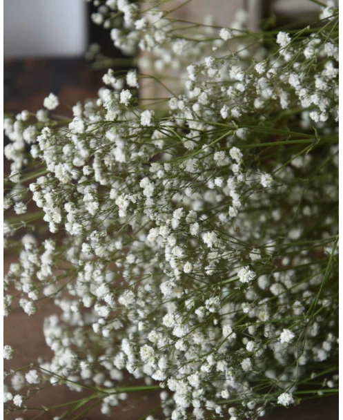 Gedroogd Wit Gipskruid - Gypsophila - Afbeelding 4