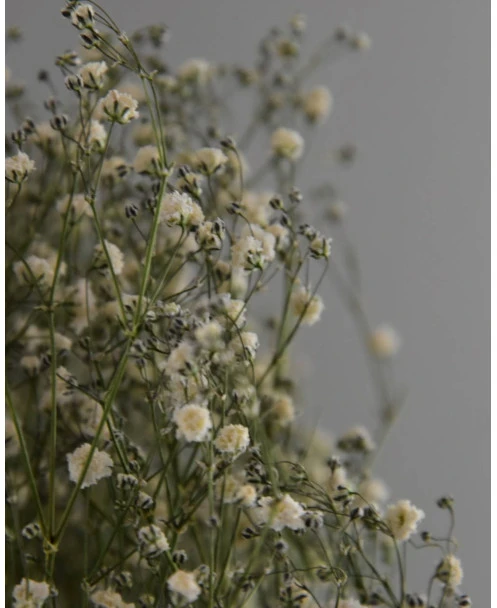 Gedroogd Wit Gipskruid - Gypsophila - Afbeelding 7