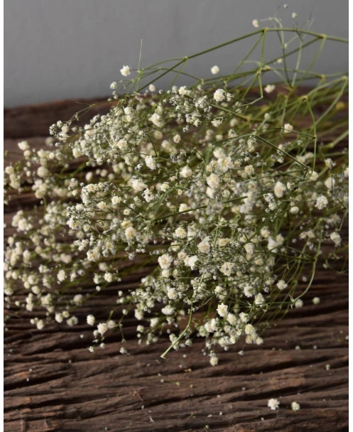 Gedroogd Wit Gipskruid - Gypsophila - Afbeelding 8