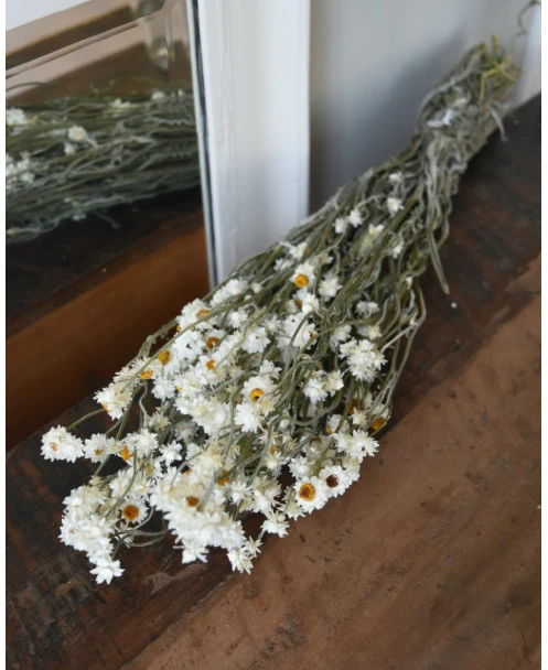 Gedroogde Ammobium Papierknopje - Afbeelding 2