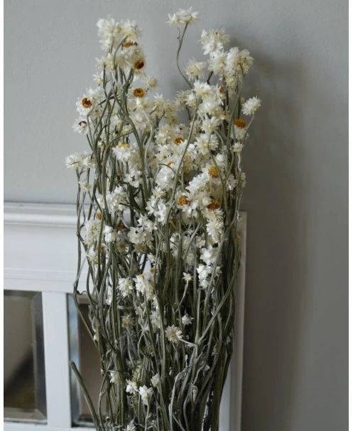 Gedroogde Ammobium Papierknopje - Afbeelding 3