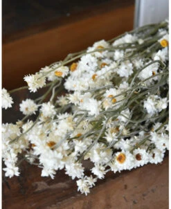 Gedroogde Ammobium Papierknopje