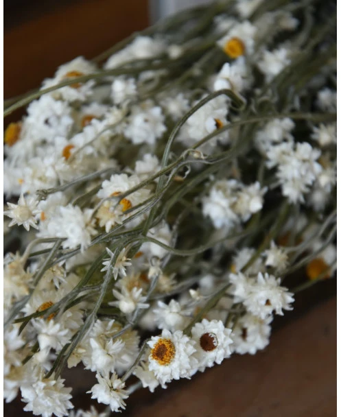 Gedroogde Ammobium Papierknopje - Afbeelding 4