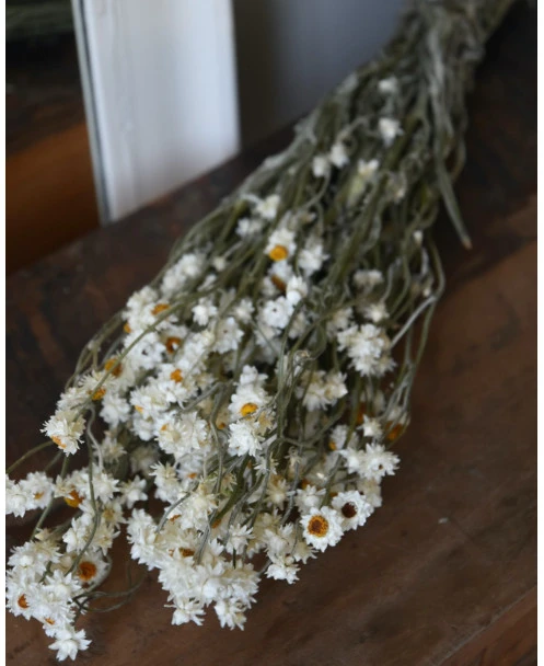 Gedroogde Ammobium Papierknopje - Afbeelding 5