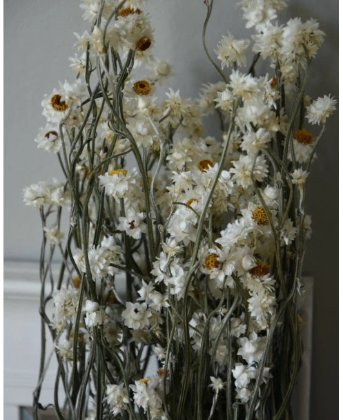 Gedroogde Ammobium Papierknopje - Afbeelding 6