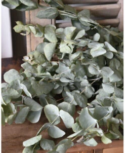 Gedroogde Eucalyptus Cinerea