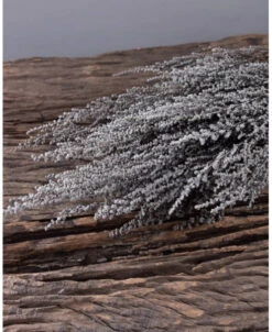 Gedroogde Gepreserveerde Stoebe Pluim