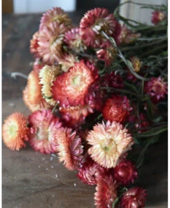 Gedroogde Helichrysum Strobloem In Perzik Tinten