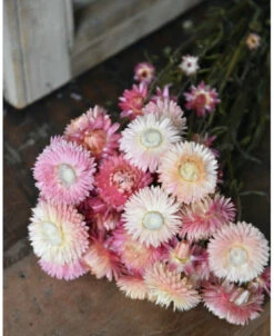 Gedroogde Helichrysum In Roze Poeder Tinten