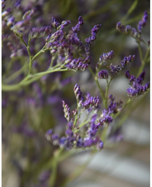 Gedroogde Limonium Fijn Paars Lila - Afbeelding 2