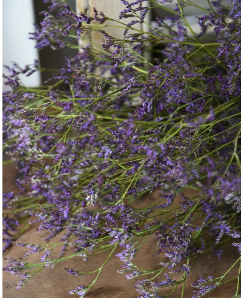 Gedroogde Limonium Fijn Paars Lila - Afbeelding 4