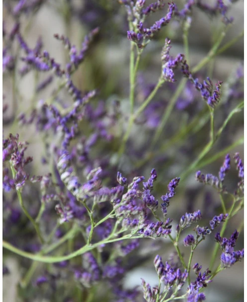 Gedroogde Limonium Fijn Paars Lila - Afbeelding 5