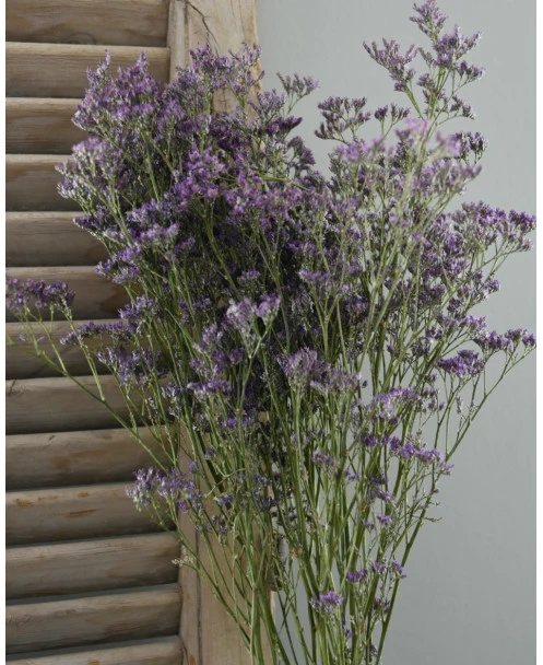 Gedroogde Limonium Fijn Paars Lila - Afbeelding 7