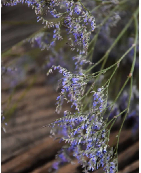 Gedroogde Limonium Fijn Paars Lila - Afbeelding 8
