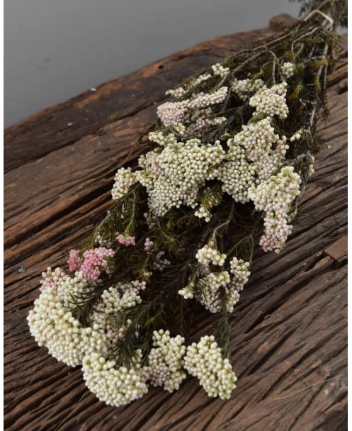 Gedroogde Rice Flower - Afbeelding 2