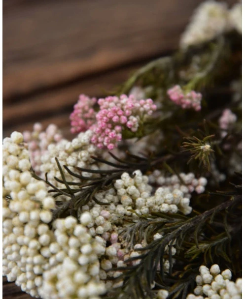 Gedroogde Rice Flower - Afbeelding 3