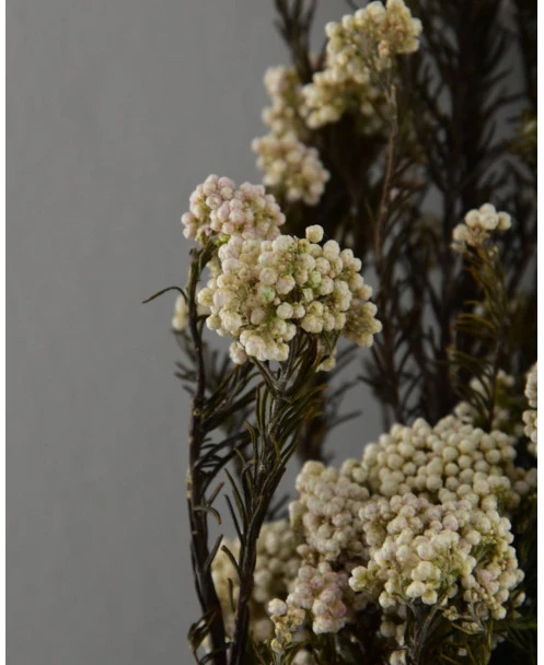 Gedroogde Rice Flower - Afbeelding 4