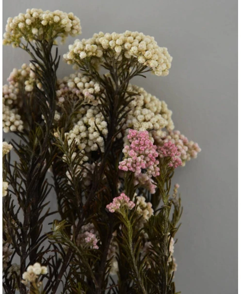 Gedroogde Rice Flower - Afbeelding 5