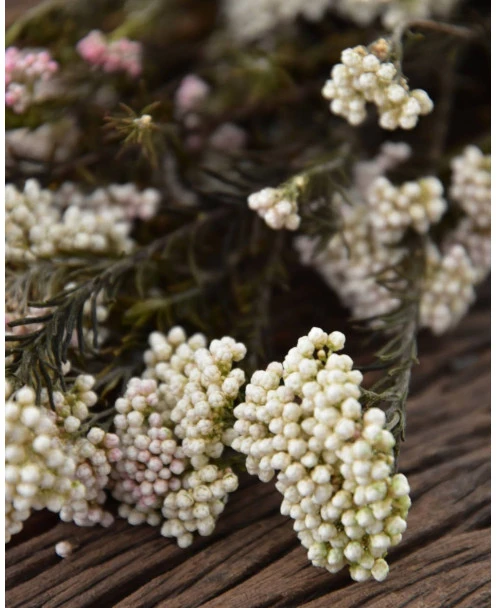 Gedroogde Rice Flower