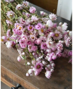 Gedroogde Roze Rhodanthe