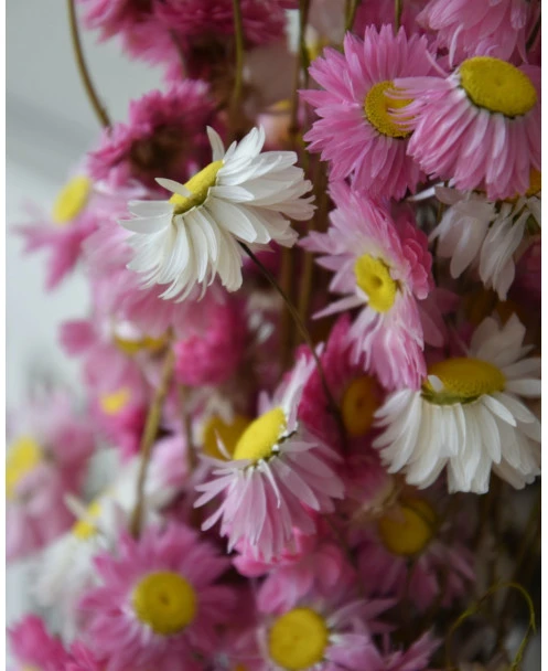 Gemengde Acroclinium Droogbloemen In Wit En Roze - Afbeelding 2