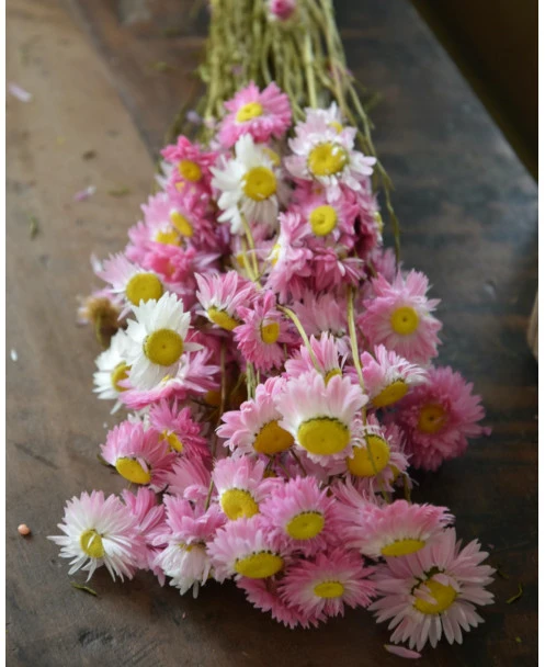 Gemengde Acroclinium Droogbloemen In Wit En Roze - Afbeelding 3