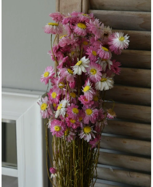 Gemengde Acroclinium Droogbloemen In Wit En Roze - Afbeelding 4