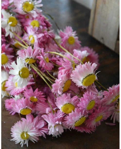 Gemengde Acroclinium Droogbloemen In Wit En Roze - Afbeelding 5