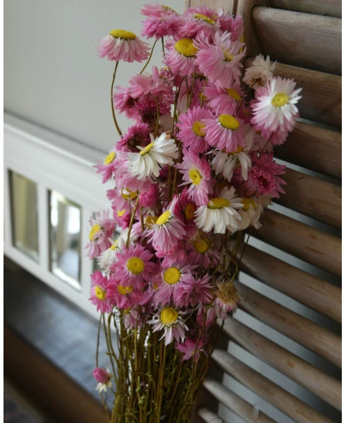 Gemengde Acroclinium Droogbloemen In Wit En Roze - Afbeelding 6