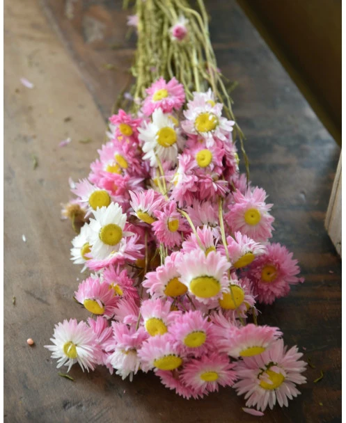 Gemengde Acroclinium Droogbloemen In Wit En Roze - Afbeelding 7