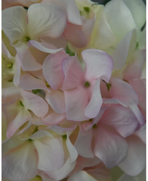 Hortensia Zacht Roze Naar Wit - Afbeelding 2