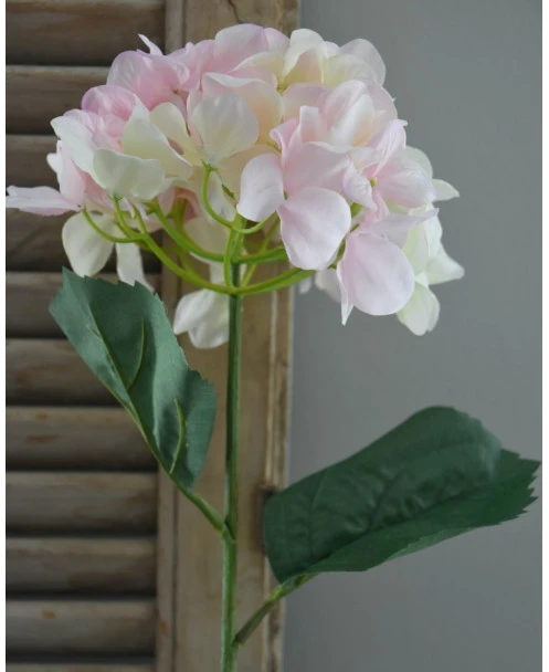 Hortensia Zacht Roze Naar Wit - Afbeelding 3