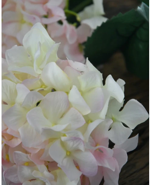 Hortensia Zacht Roze Naar Wit - Afbeelding 4