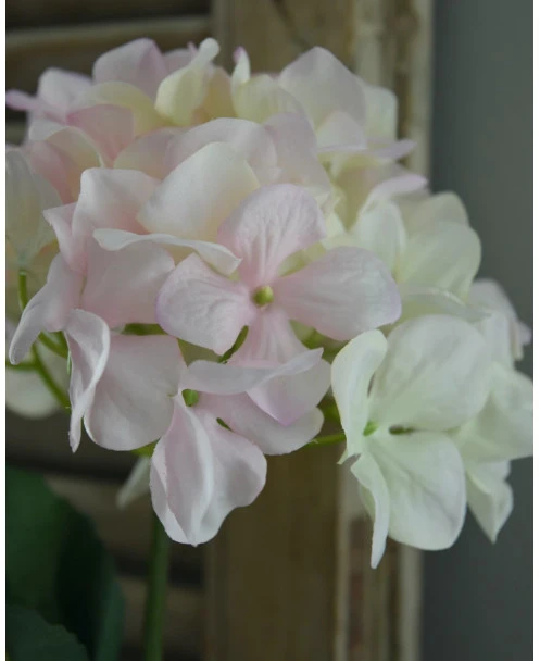 Hortensia Zacht Roze Naar Wit - Afbeelding 5