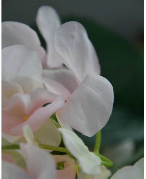 Hortensia Zacht Roze Naar Wit - Afbeelding 6