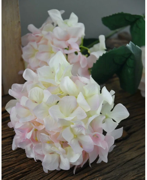 Hortensia Zacht Roze Naar Wit